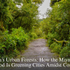 India’s Urban Forests How the Miyawaki Method Is Greening Cities Amidst Concrete