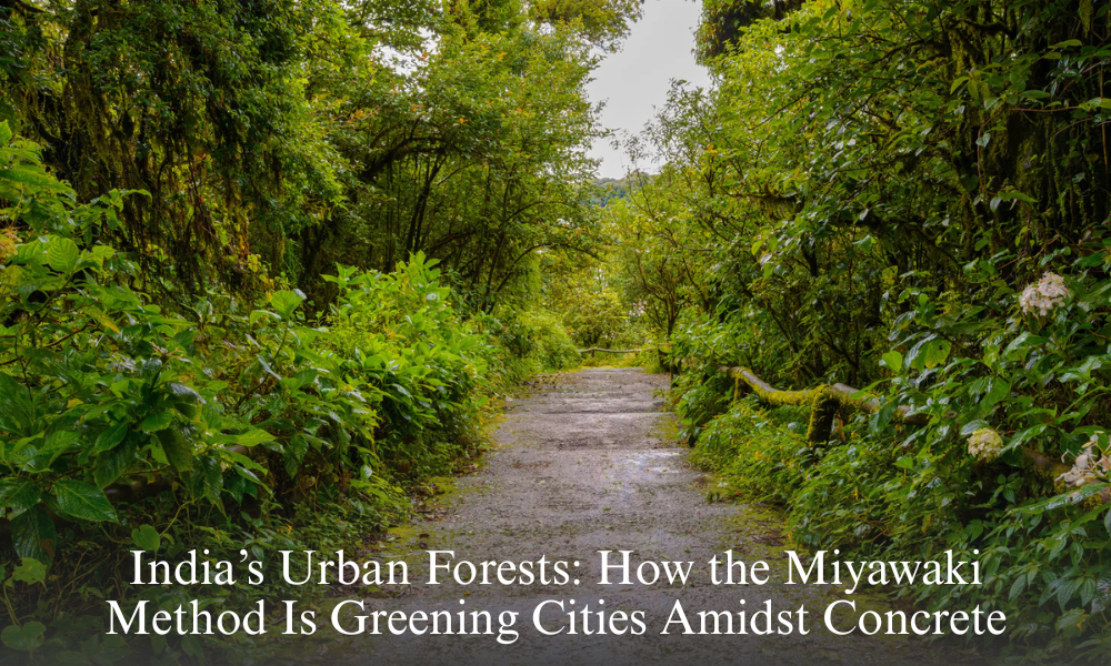 India’s Urban Forests How the Miyawaki Method Is Greening Cities Amidst Concrete