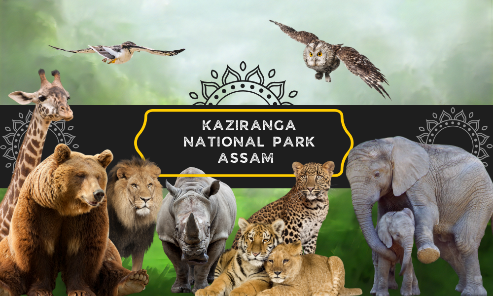 Kaziranga National Park in Assam – Famous Wildlife Sanctuary and Tiger Reserve in India