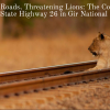 Widening Roads, Threatening Lions The Controversy Over State Highway 26 in Gir National Park
