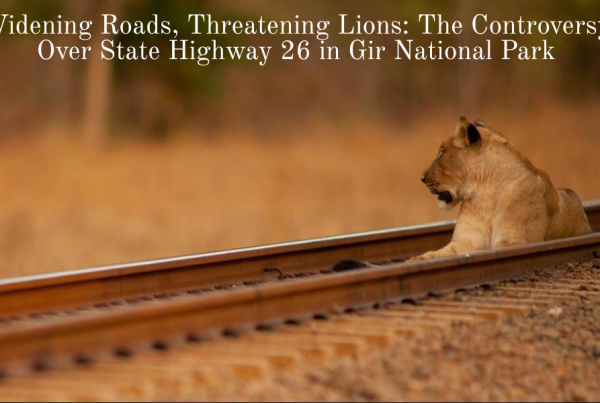 Widening Roads, Threatening Lions The Controversy Over State Highway 26 in Gir National Park