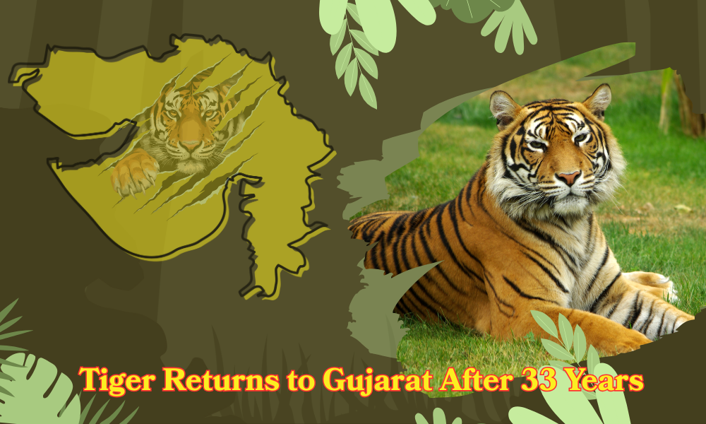 Gujarat’s Big Cat Milestone Makes Wildlife History Tiger Confirmed After 33 Years, Joining Lions and Leopards